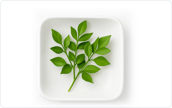 Butcher's Broom (Ruscus aculeatus)